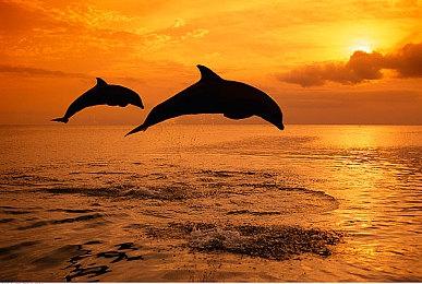 职业选手吐槽《光环：无限》现状糟糕 被微软和343罚款